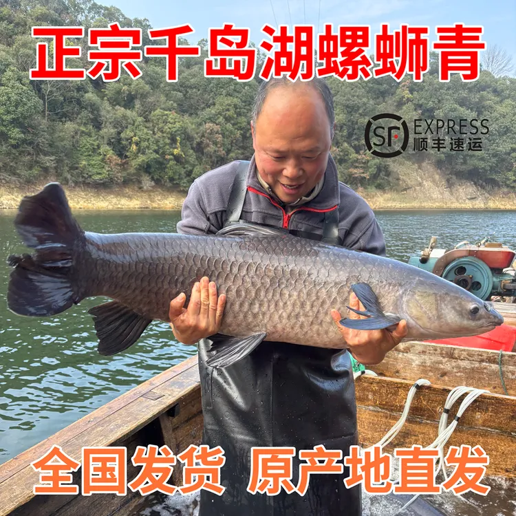 正宗千岛湖青鱼螺蛳青.青鱼10斤起 食用景观池养
