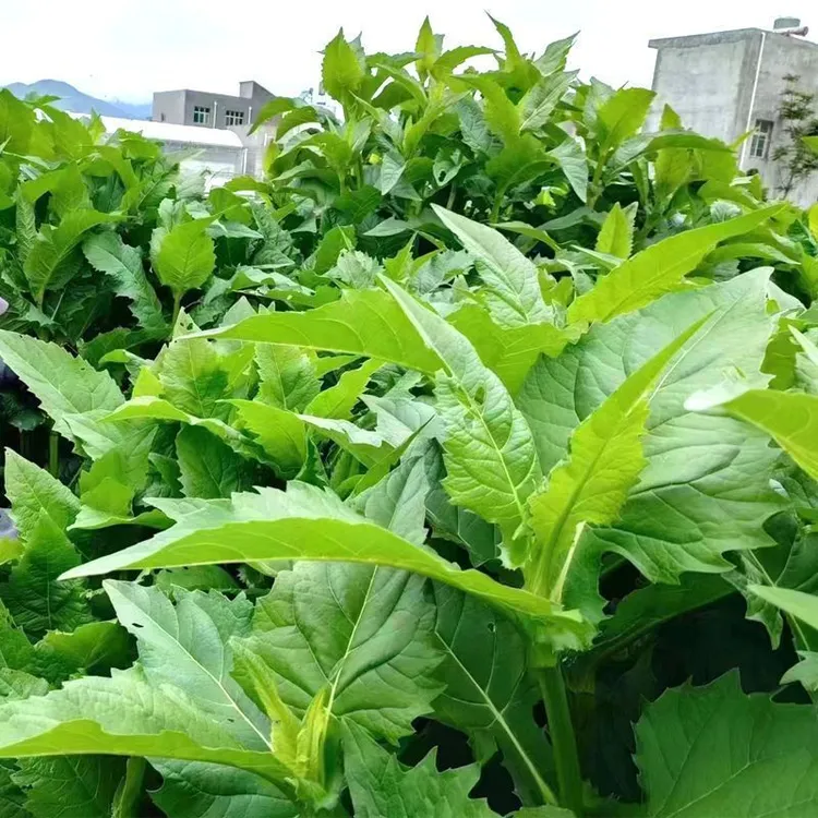 串叶松香草种子 中华神菊多年生猪牛羊鹅畜禽牧草籽 香槟菊花草