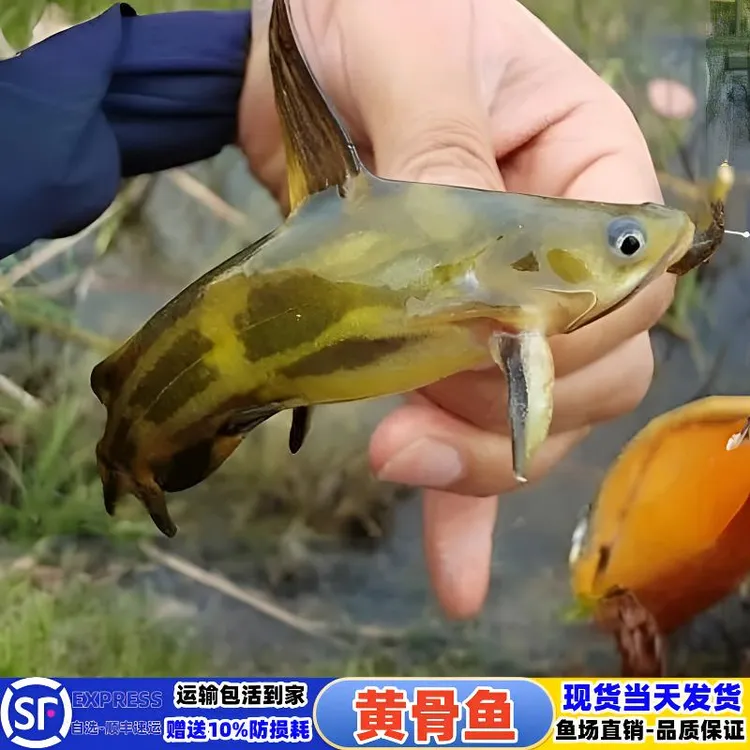 黄骨 黄颡 黄辣丁黄蜂鱼黄丫头