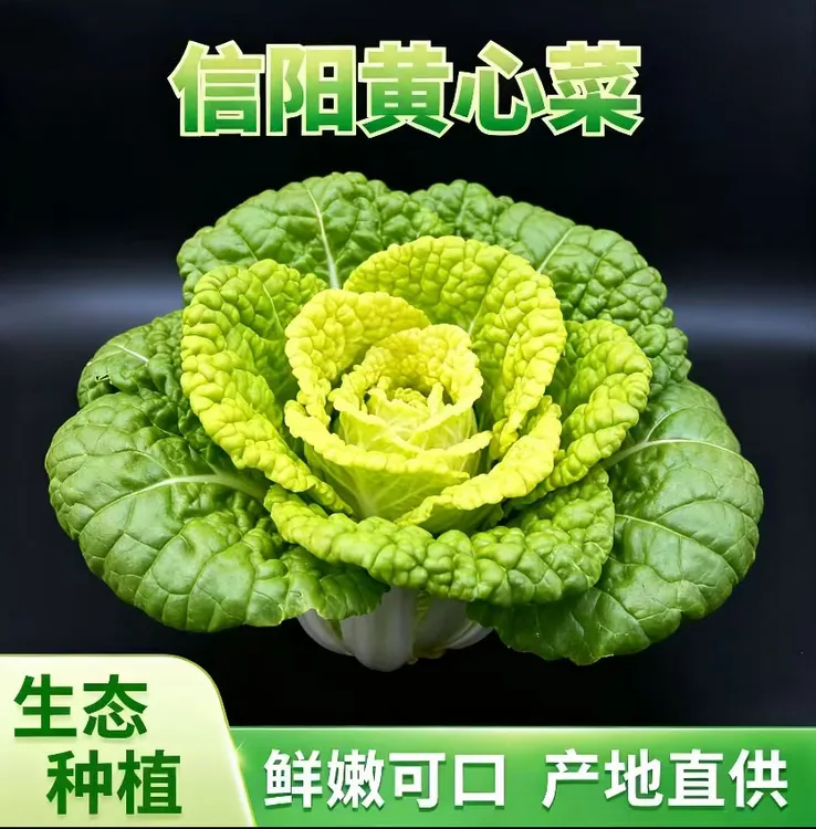 信阳特色黄心菜卷窝菜卷心菜农家种植新鲜采摘口味鲜美细嫩甘脆