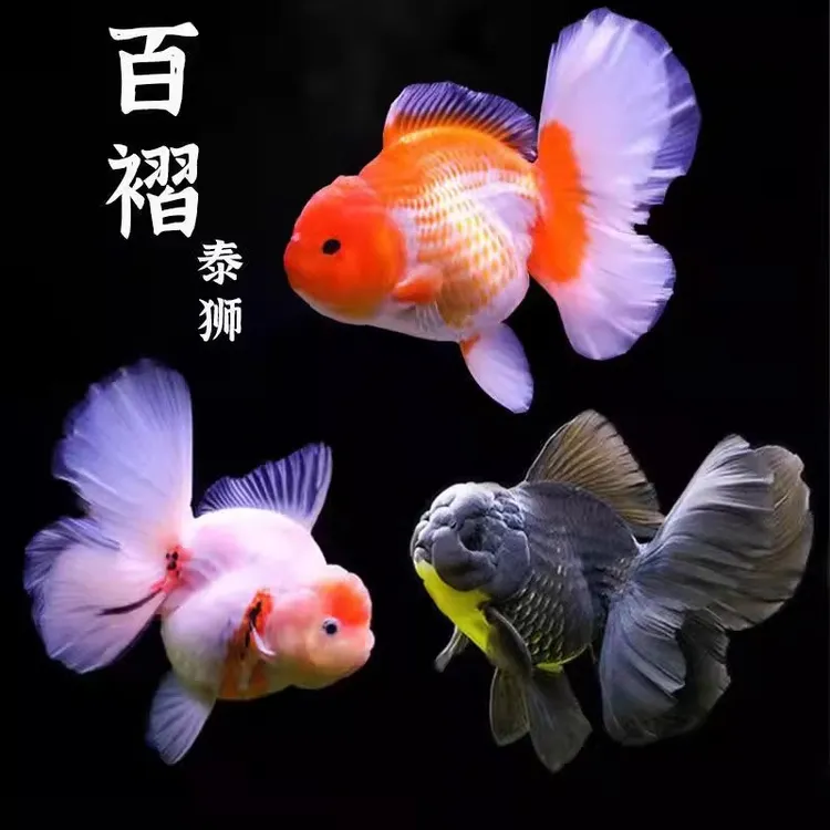 泰狮活体精品好养易活观赏鱼苗冷水兰寿福州发货