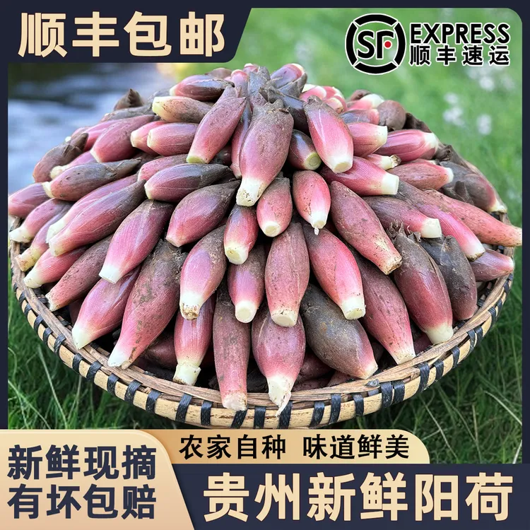 贵州洋荷姜新鲜野生阳荷杨荷贵州特产农家美味泥现摘鲜嫩0.5-4斤