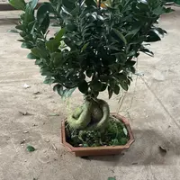 榕树/古树头老盆口榕树/喜水喜阳/裸根发货/不带盆土/无叶发货