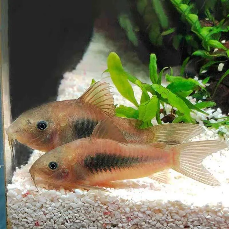 花椒鼠白鼠咖啡鼠青铜鼠水草缸底栖鱼清理食物残渣热带清洁鼠鱼