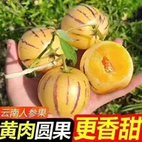【现摘现发】云南石林人参果清甜多汁黄肉黄心树熟新鲜水果