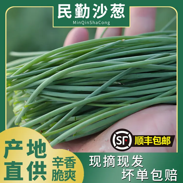 沙葱西北美食民勤沙葱现摘现发