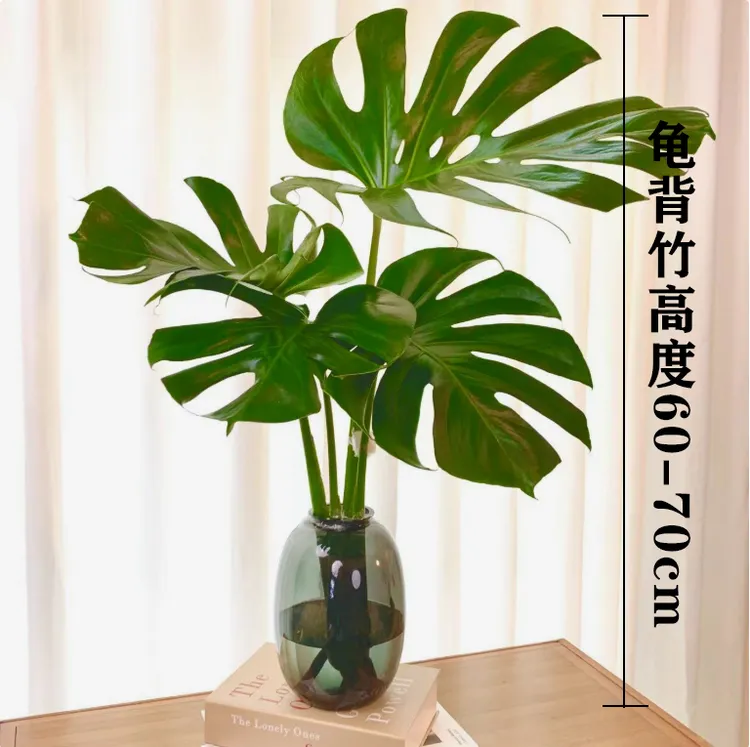 海南水培龟背竹室内绿植老桩吸甲醛盆栽四季常青净化空气好养护