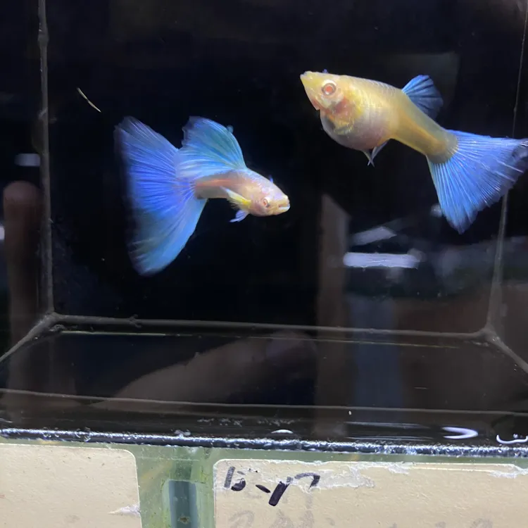 蓝白孔雀鱼（偏远地区不发）