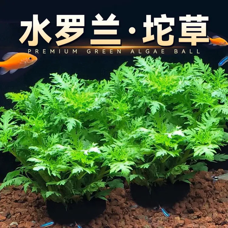水罗兰懒人坨草鱼缸造景中后景阴性新手净化水质用品水草竹节草