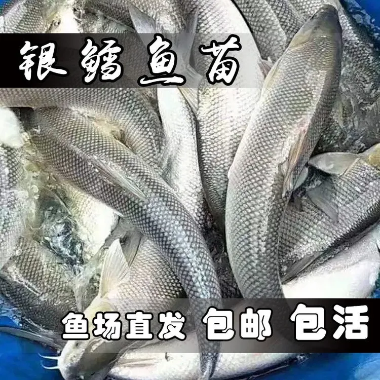 银鳕鱼可观赏可饲养