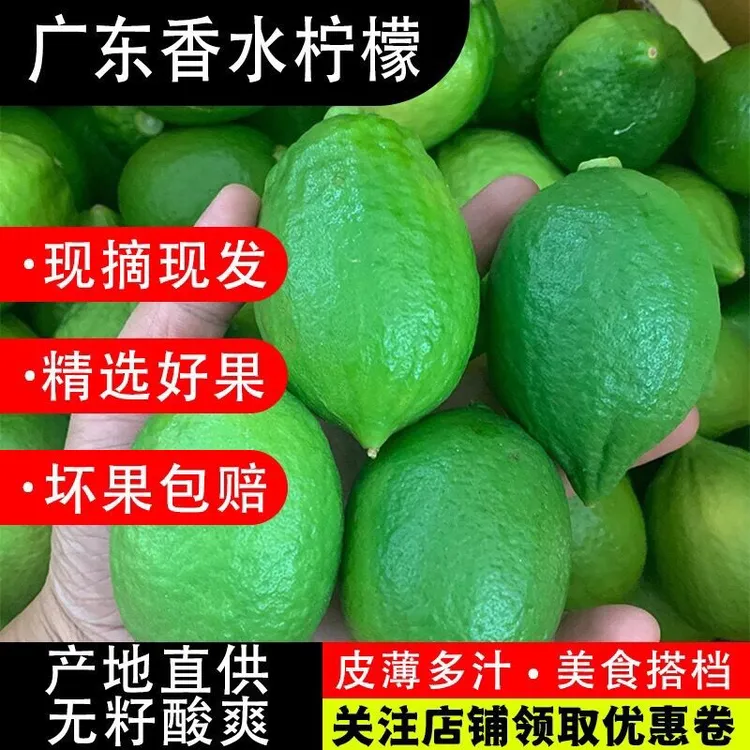 广东香水柠檬奶茶店专用无籽青柠檬爆香型惠州果园新鲜现摘一级果