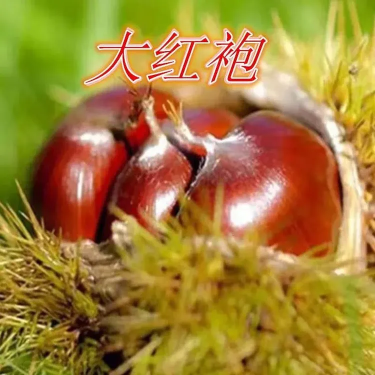 大红袍板栗树苗嫁接板栗树苗农大一号板栗树苗南北方种植当年结果