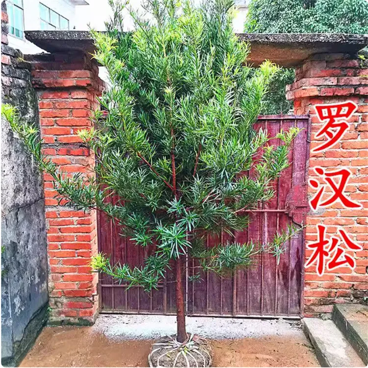 罗汉松树苗造型大树桩雀舌台湾庭院迎客松绿植苗木小米叶盆栽盆景