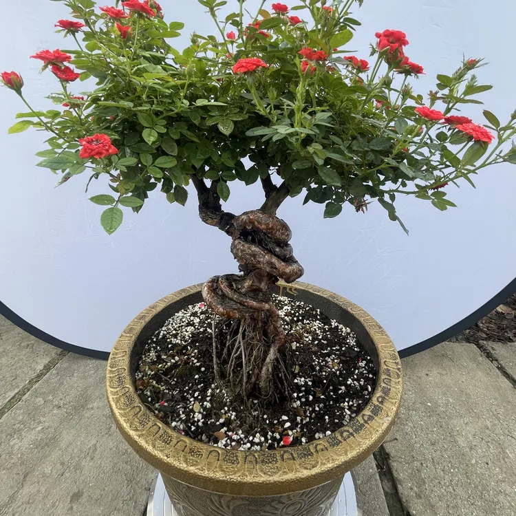 小姑娘提根月季盆景（一物一拍）