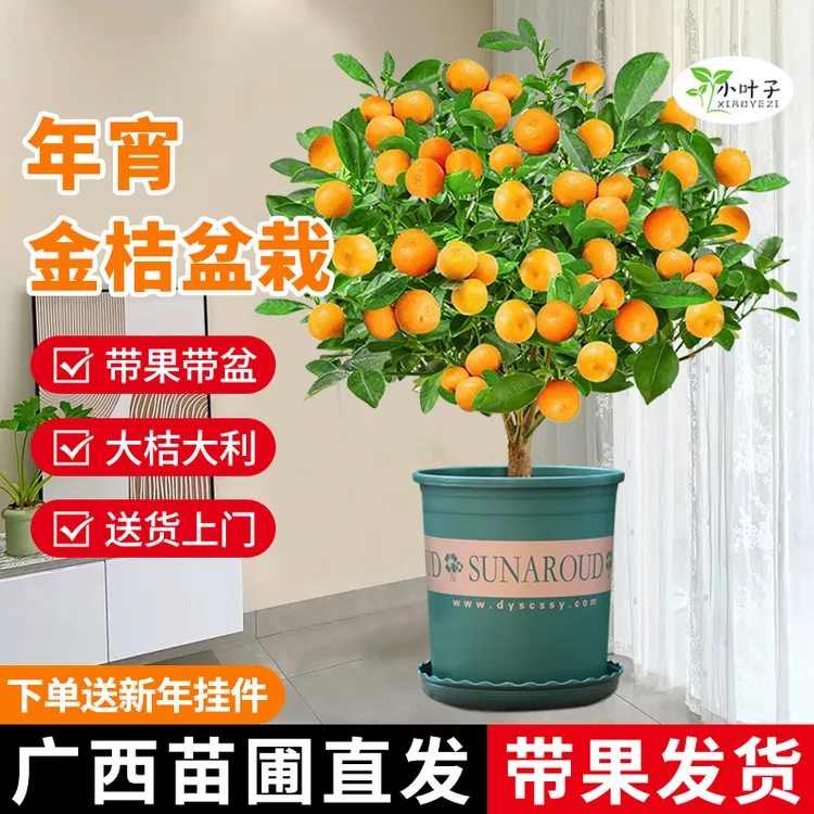 春节新年四季金桔带果年橘果苗矮化带土带叶发货食用客厅阳台盆栽