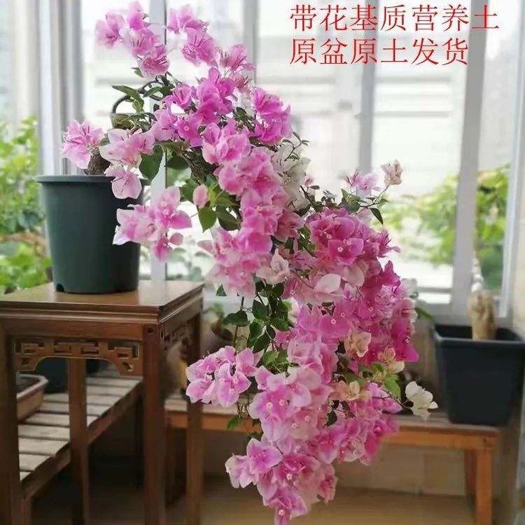 三角梅绿植带花盆多色四季开花新品种大颗重瓣花卉盆栽爬藤植物