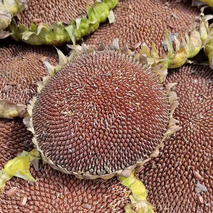 云南红皮瓜子高原特产原味山地甜糯生瓜子