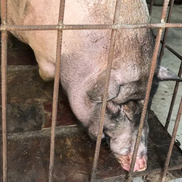 熟食喂养2年巴马香猪肉