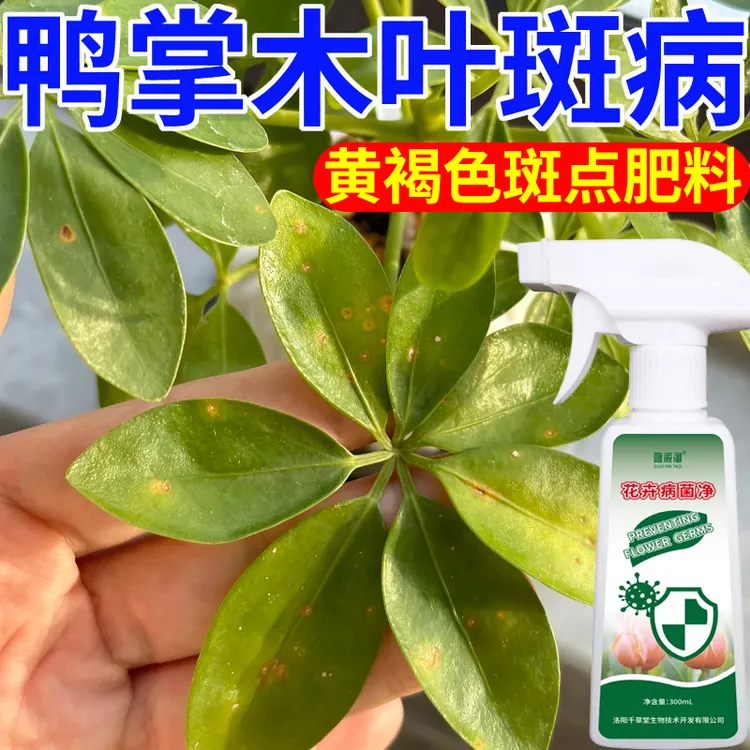 鸭掌木叶斑病专用营养液肥料鸭脚木黄褐色斑点黑斑病炭疽病叶面肥