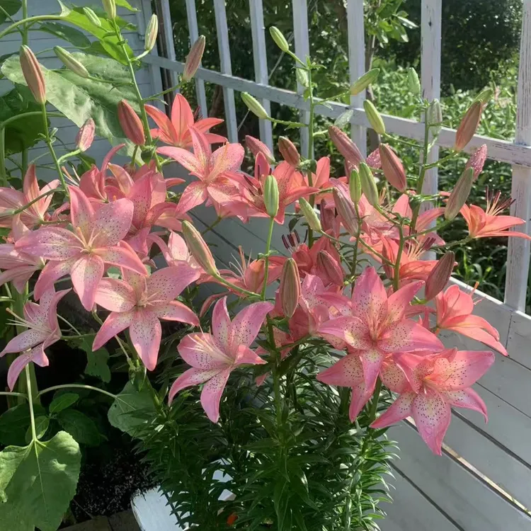 链接3、荷兰进口百合种球、重瓣东百、艾洛迪，宾利