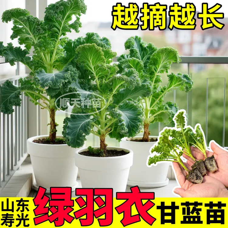 食用绿羽衣甘蓝秧苗紫羽衣粉羽衣甘蓝种子四季耐寒养生保健盆栽