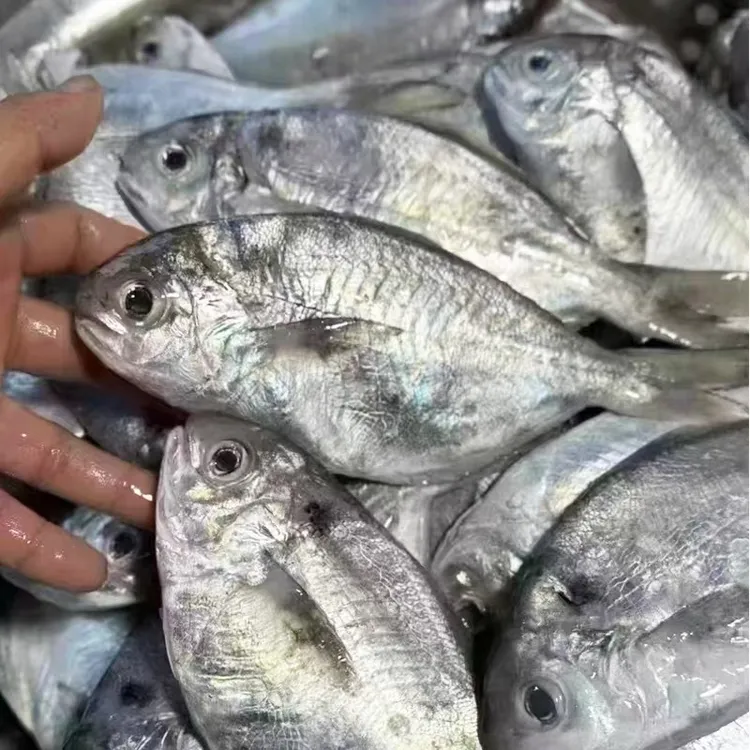 神泉本港扫莲肉鲳南鲳鱼5斤广东包邮，帮杀好八两发5包
