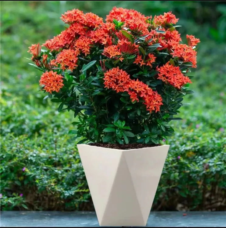 龙船花盆栽带花苞庭院阳台耐热植物懒人好养花卉绣球花卉绿植S