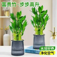 【买一送一】步步高富贵竹绿植盆栽办公室内水培植物好养活四季常青