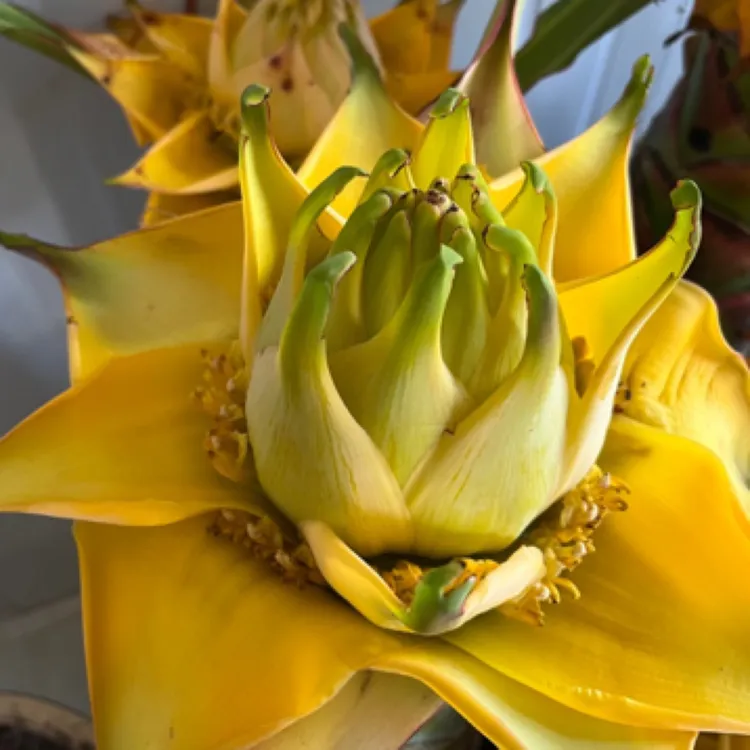 云南楚雄地涌金莲高档批发、高端花卉盆栽、庭院观赏七彩金莲花黄色