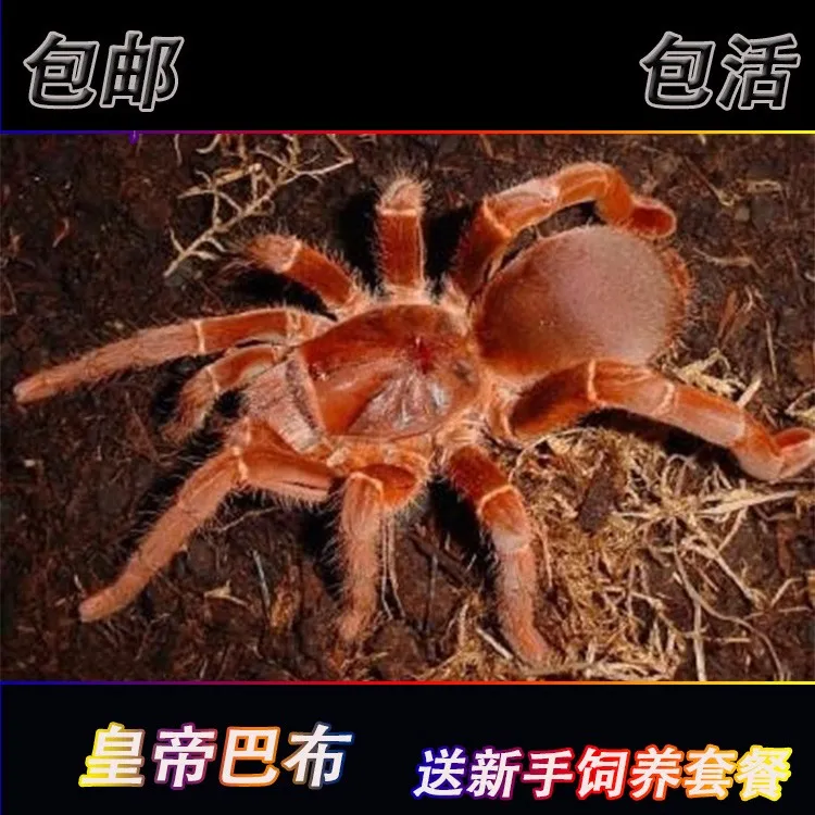 皇帝巴布宠物蜘蛛2 - 17厘米公母大型凶猛穴居品种