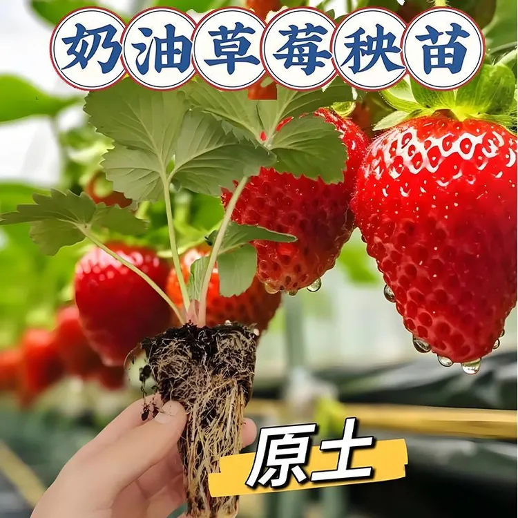 【6棵装草莓穴盆苗大全】对版草莓苗黑草莓红草莓粉草莓白草莓苗