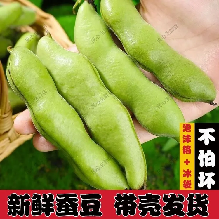 现摘2025甘肃蚕豆豆角新鲜带壳甘肃营养农家蔬菜胡豆现摘