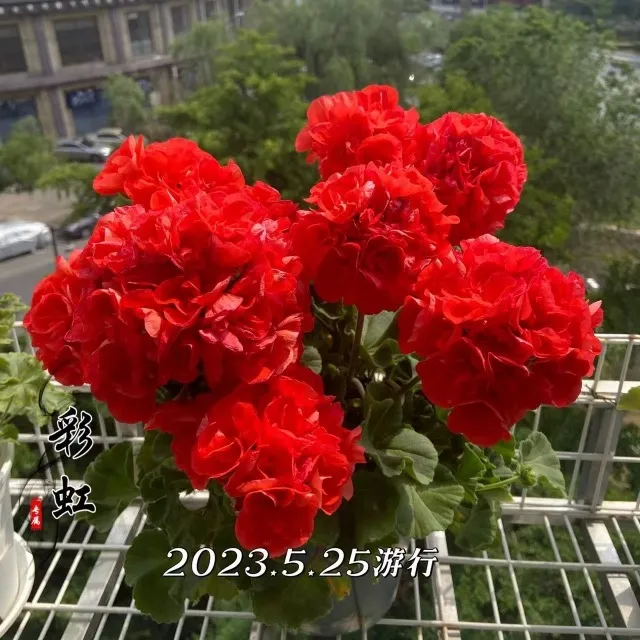 [天竺葵小苗自选满6颗包邮]包对版