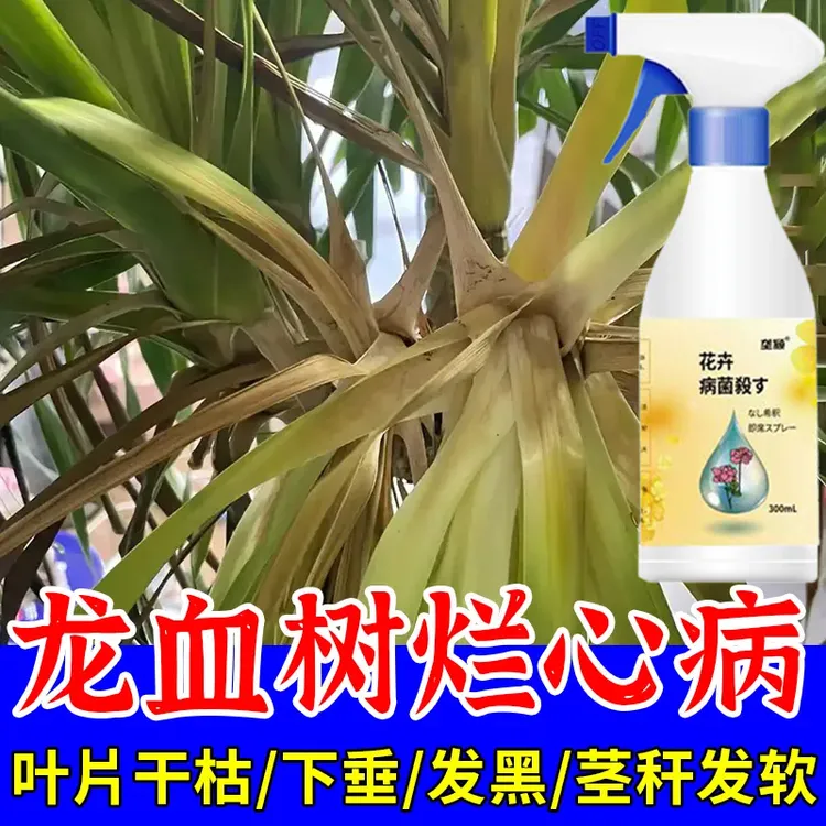 龙血树烂心叶黄专用肥烂根烂头肥料黑斑叶斑病茎腐病多菌灵营养液