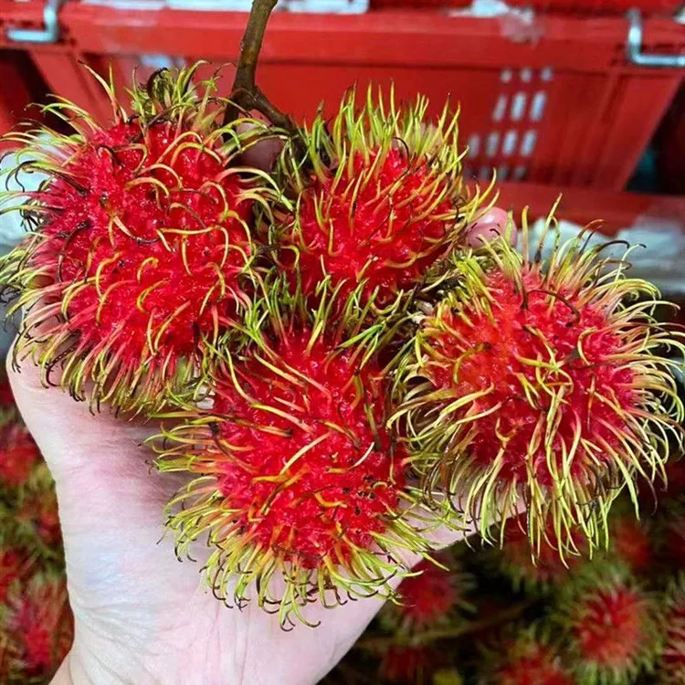 【现货速发】新鲜红毛丹水果毛荔枝现摘现发树上熟热带应季水果