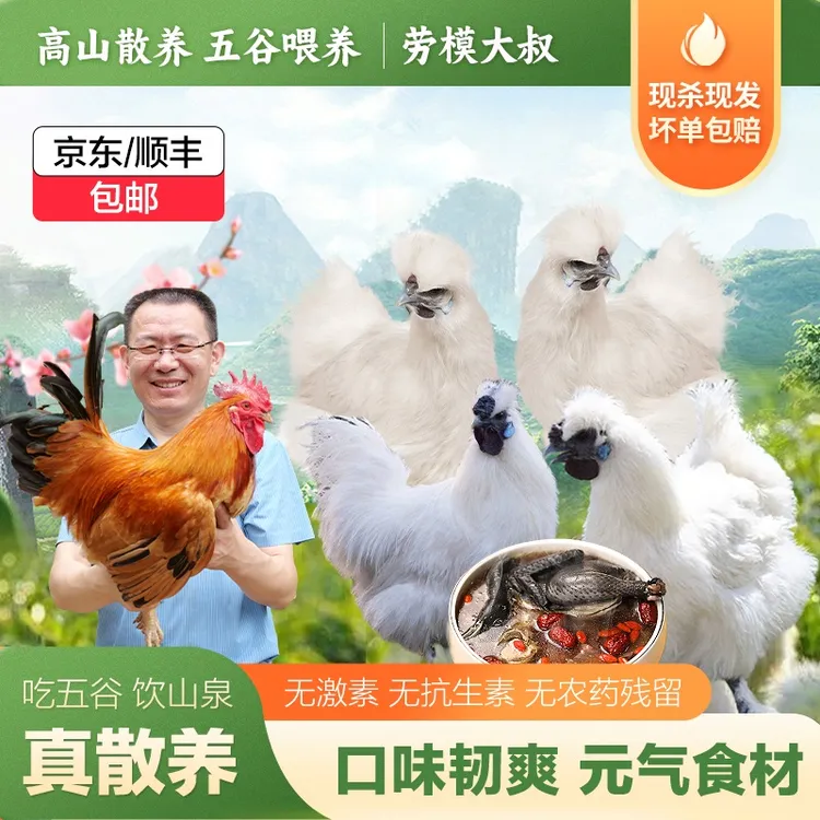 【买2赠1】(白凤乌鸡)劳模大叔散养白凤乌鸡单只净重550-900g