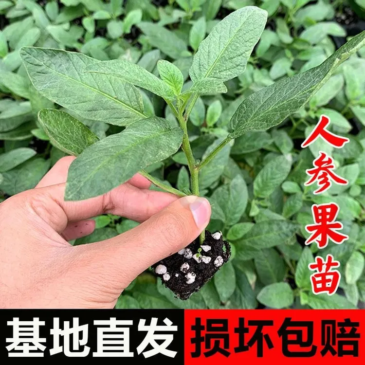 云南石林特产人参果树苗四季可种盆栽种苗批发易成活高产果苗