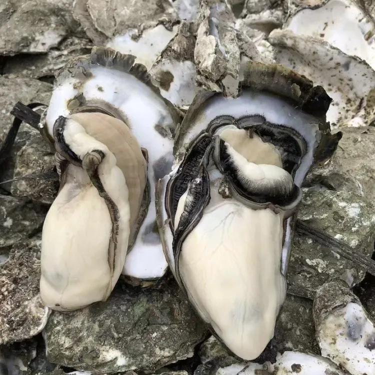 汕尾特产老德头-正宗晨洲生蚝400克(瓶)