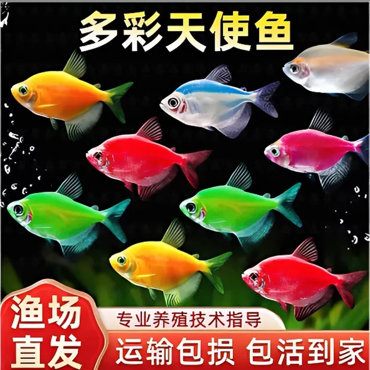 糖果天使鱼小型七彩耐活热带新手观赏鱼养易活淡水群游好养热带鱼