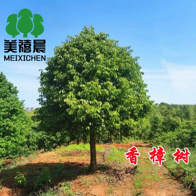 香樟树苗小叶香樟大树四季常青驱蚊虫南北方种植庭院别墅地栽樟树