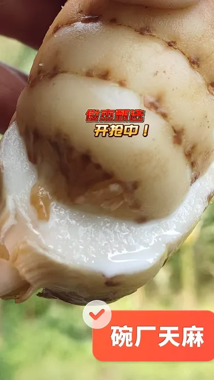 镇雄碗厂天麻煲汤炖鸡