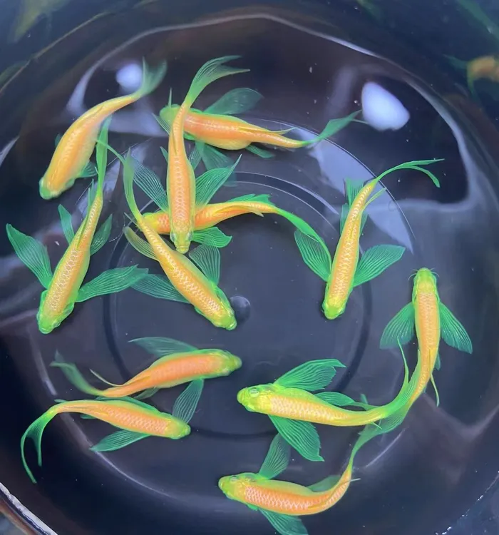 稀有的龙凤绿翡翠蝶翼斑马鱼小型淡水观赏鱼大帆长鳍长尾好养