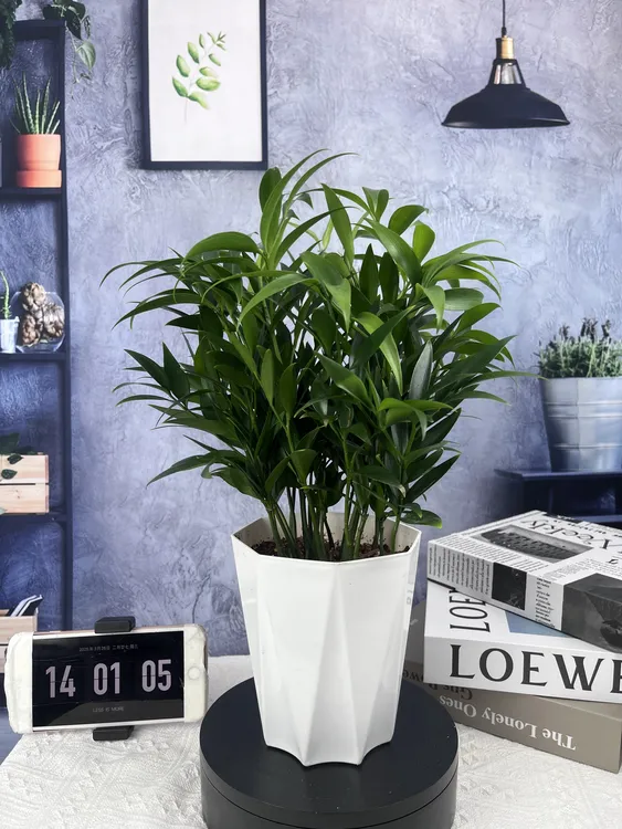 竹柏驱蚊植物平安竹懒人绿植盆栽居家室内外进化空气绿植盆栽