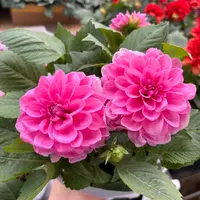 【缤纷甄选】精品巨星粉小丽花到手一盆