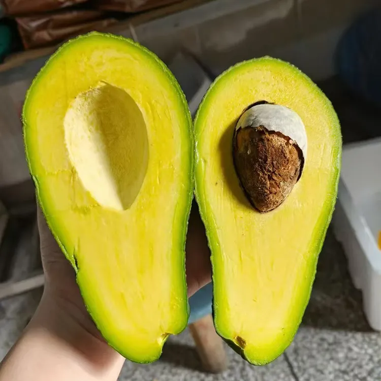 顺丰快递 云南树上熟牛油果 醇香绵密坚果香 新鲜水果 鳄梨 现摘