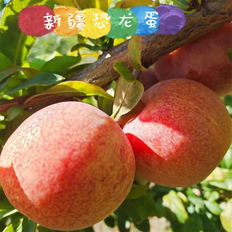 新疆喀什恐龙蛋红心李子特产水果香甜多汁坏果包赔航空发货包邮