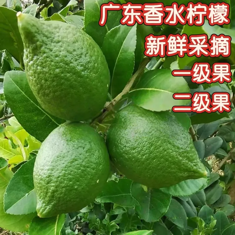 【柠檬之王生鲜店】新鲜采摘正宗广东香水柠檬爆打柠檬茶奶茶店商用