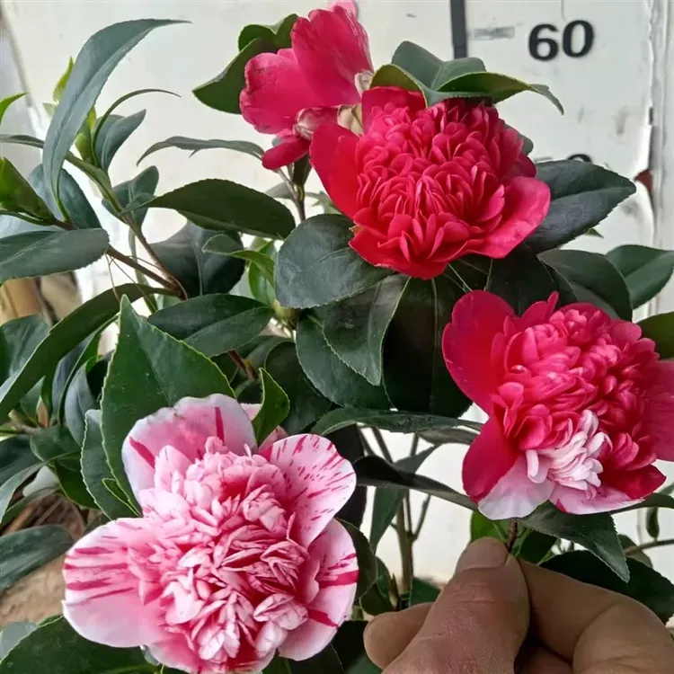 【拖桂赤丹】福建茶花红粉白随机颜色品种茶花盆栽茶花绿植园艺