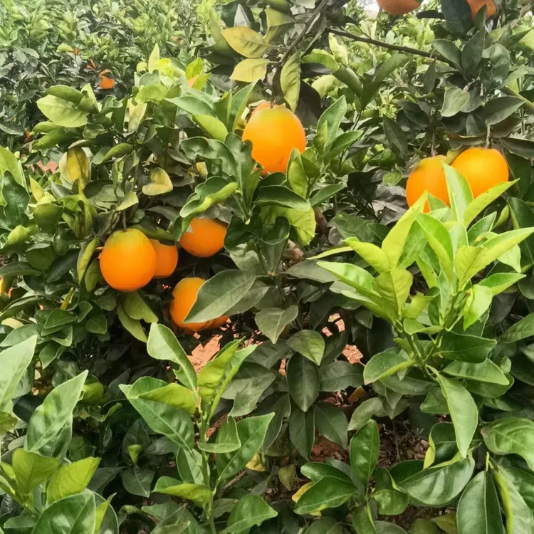 长寿乡贺州富川脐橙