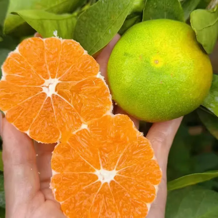 正宗江西赣南寻乌蜜桔青皮薄酸甜桔子无籽蜜橘子现摘新鲜孕妇水果